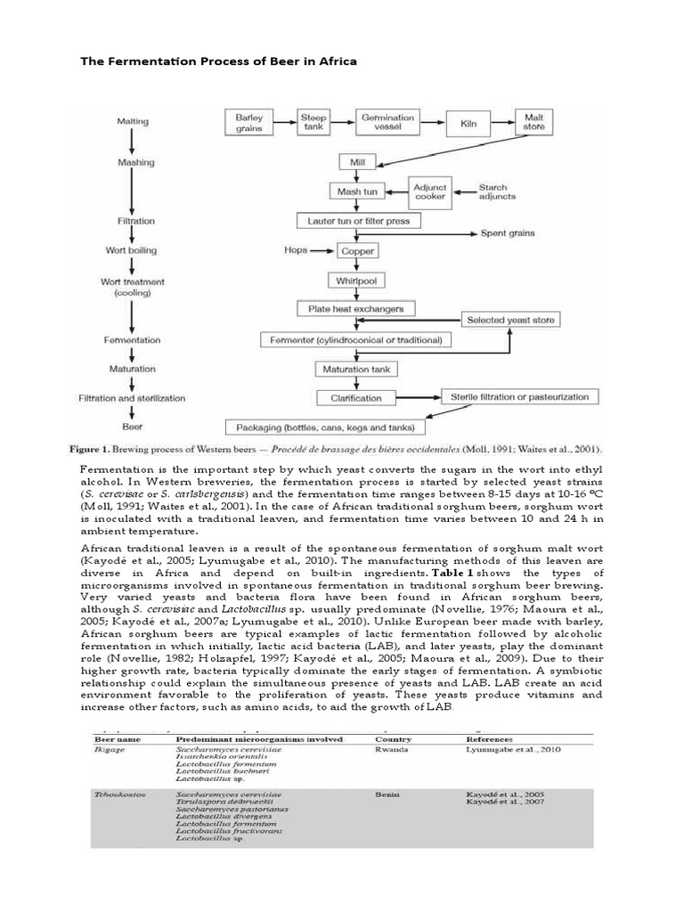 The Fermentation Process of Beer in Africa | PDF | Beer | Brewing