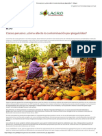 Cacao Peruano - ¿Cómo Afecta La Contaminación Por Plaguicidas - Solagro
