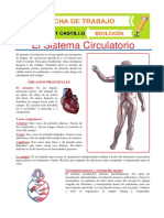 Sistema Circulatorio