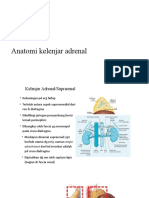 Anatomi Kelenjar Adrenal