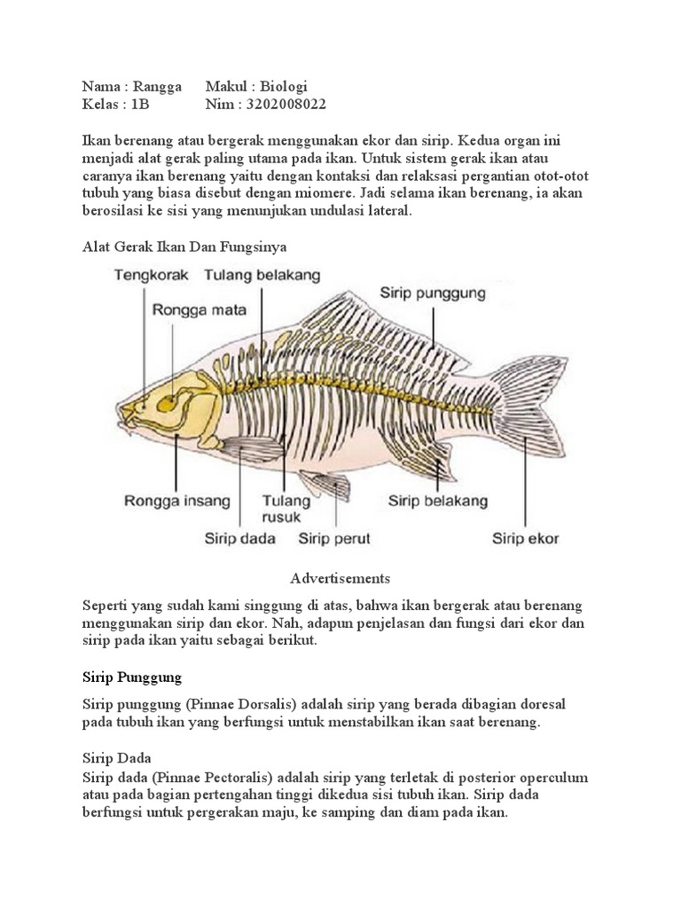 Tugas Biologi Fungsi Sirip Ikan Pdf
