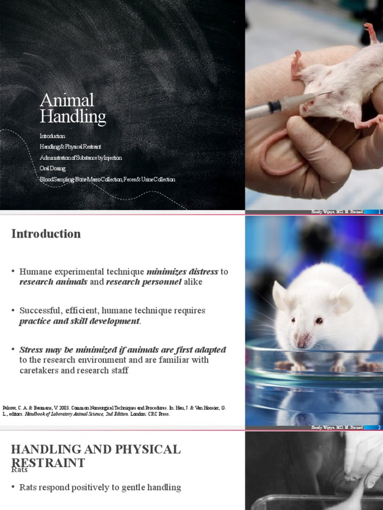 Laboratory Animal Handling Techniques | PDF | Anesthesia | Injection ...