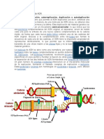 Replicación de ADN