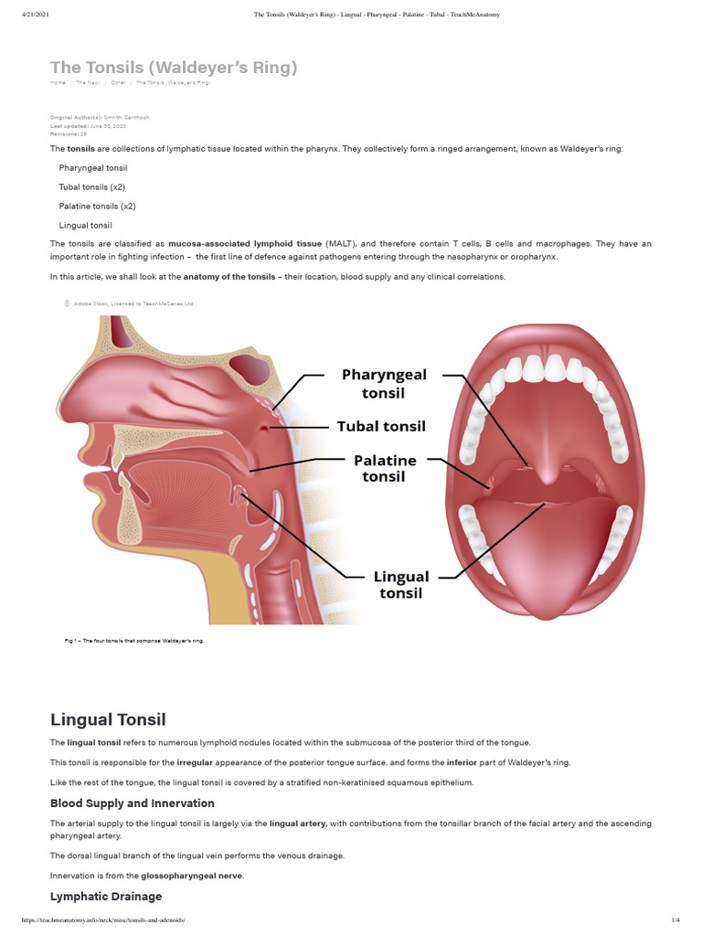 The Tonsils (Waldeyer's Ring) : Lingual Tonsil | PDF | Lymphatic System ...