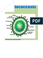 Cell Structure of Cryptococcus Fungi