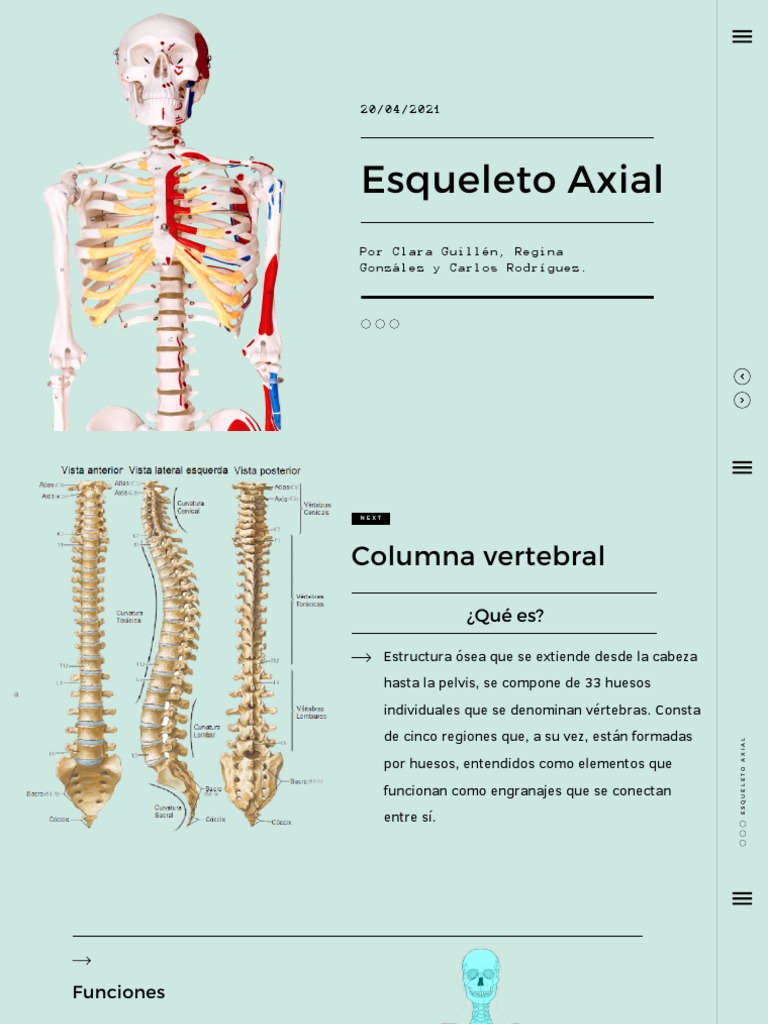 Anatomía del Esqueleto Axial Humano | PDF | Vértebra | La columna vertebral