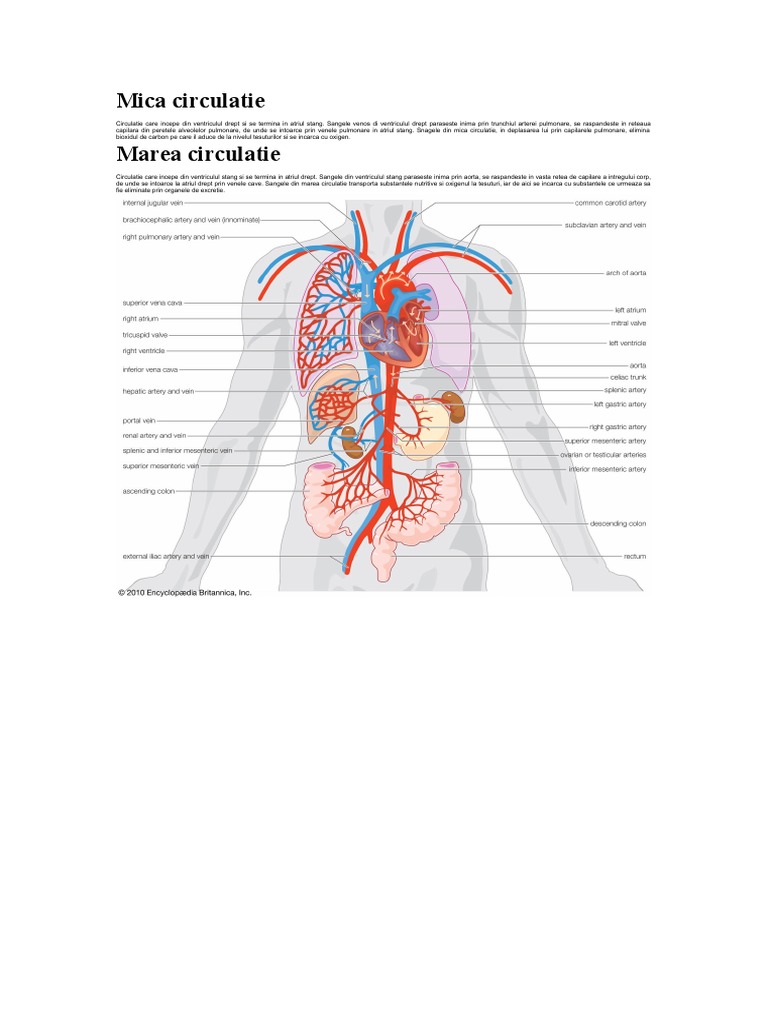 Mica-marea circulatie