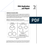 DNA Replication