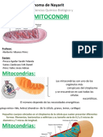 MITOCONDRIAS EXPosicion