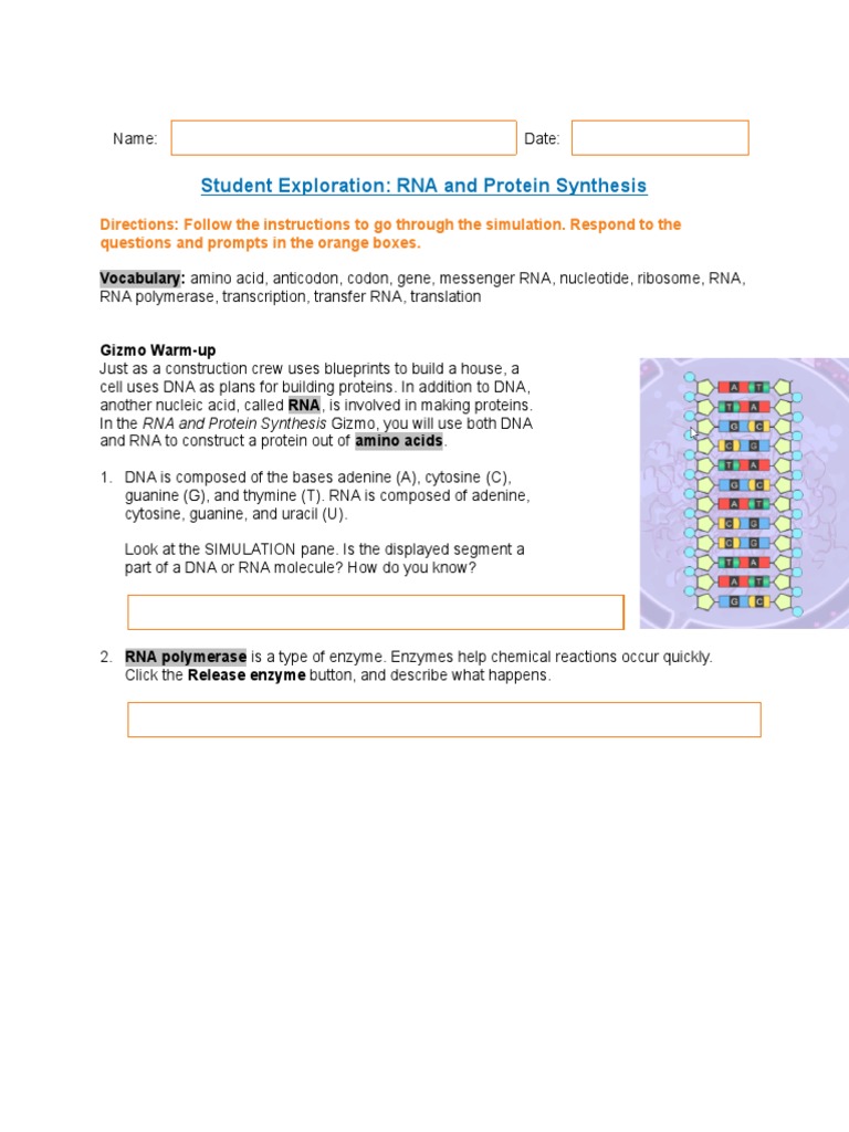 Protein Synthesis Gizmo PDF Rna Translation (Biology)