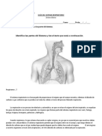 Copia de Guía Clase 2. Sistema Respiratorio