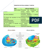 Cuadro Comparativo de Célula Animal y Vegetal