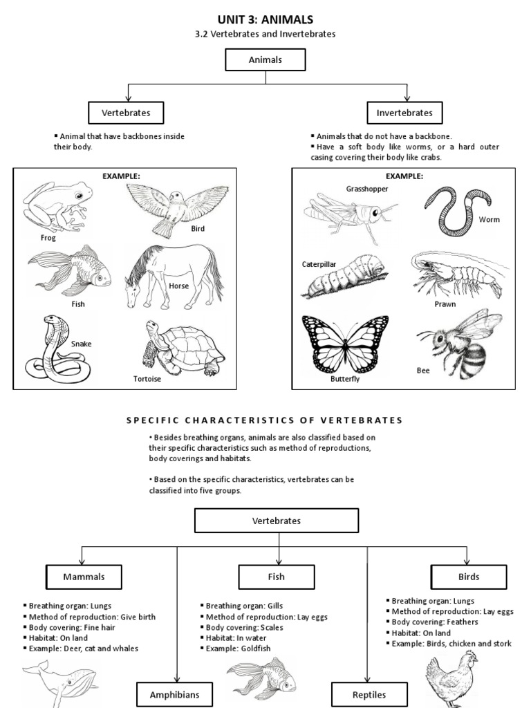Vertebrates vs Invertebrates Overview | PDF | Egg | Respiratory System