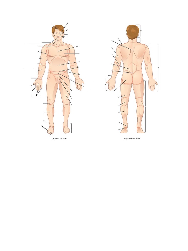BBMS ANATOMY Human Body | PDF