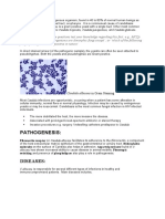 Pathogenesis:: Candida Albicans in Gram Staining