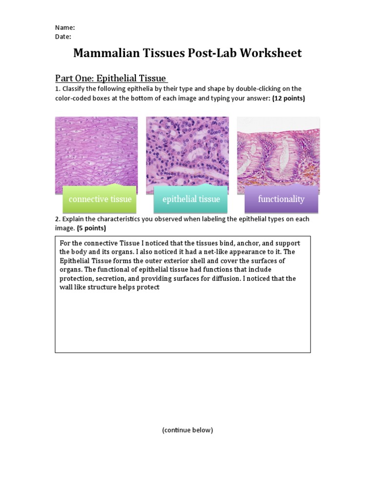 Mammalian Tissues Post-Lab Worksheet | PDF | Epithelium | Tissue (Biology)