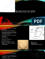 Metastrongylus SPP