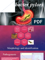 Helicobacter pylori