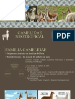 Camelídeos selvagens da América do Sul
