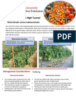 Cordelia Machanoff Cce BMP - Indeterminate Vs Determinate Tomatoes