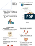 sistema urinario