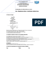 Actividades de ciencias naturales sobre células, partes de plantas y clasificación de animales