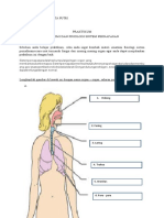 Praktikum Sistem Pernafasan