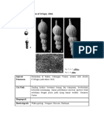 Album Foraminifera Benthonik