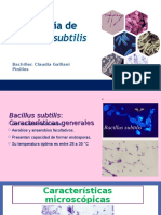 Bacillus Subtilis