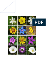 Different Kinds of Flowers