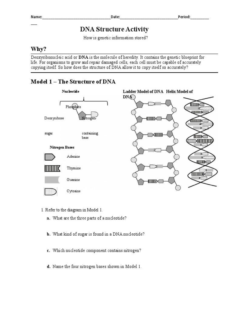 DNA Structure Activity and Answer Key | PDF | Nucleotides | Dna