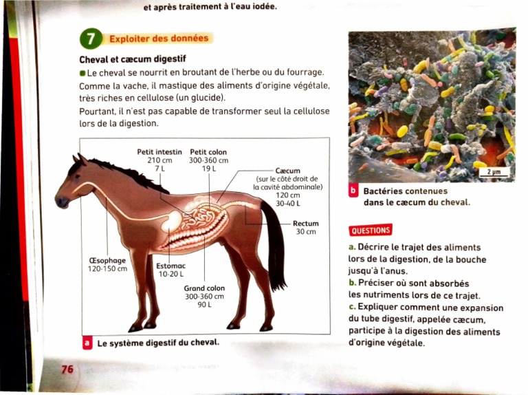 Cheval | PDF