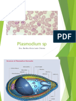 Plasmodium SP