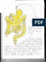 Ciclo de Vida de La Giardia Lamblia