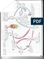 Ciclo de Vida de Strongyloides Stercoralis