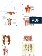 Copy of Christina Sabau - Muscle, Origin, Insertion, and movement List