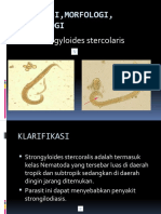 Strongyloides Stercolaris: Klasifikasi, Morfologi, Epidemiologi