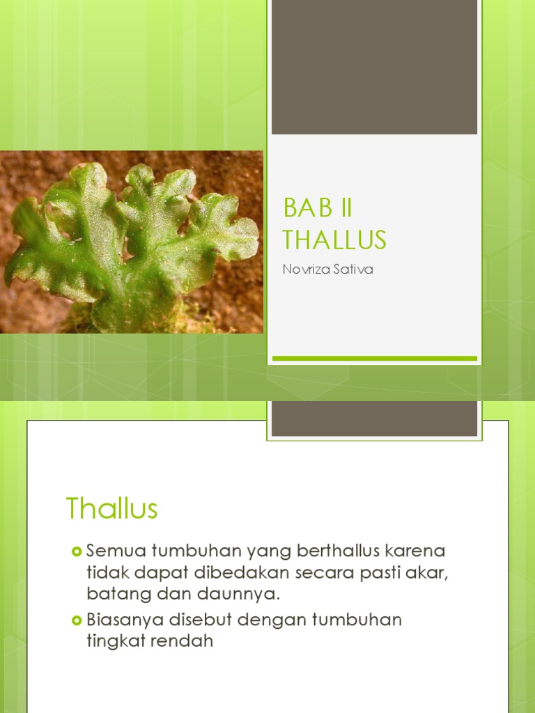 Morfologi dan Filogenitas Thallus Algae | PDF