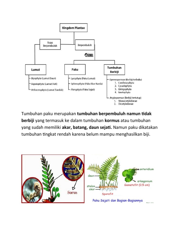 Tumbuhan Paku Merupakan Tumbuhan Berpembuluh | PDF