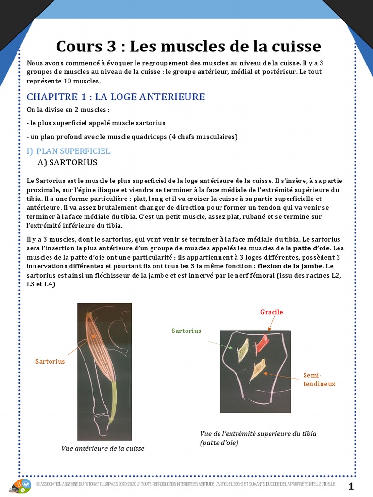 MI Cours 3 Les Muscles de La Cuisse 2, PDF, Jambe humaine