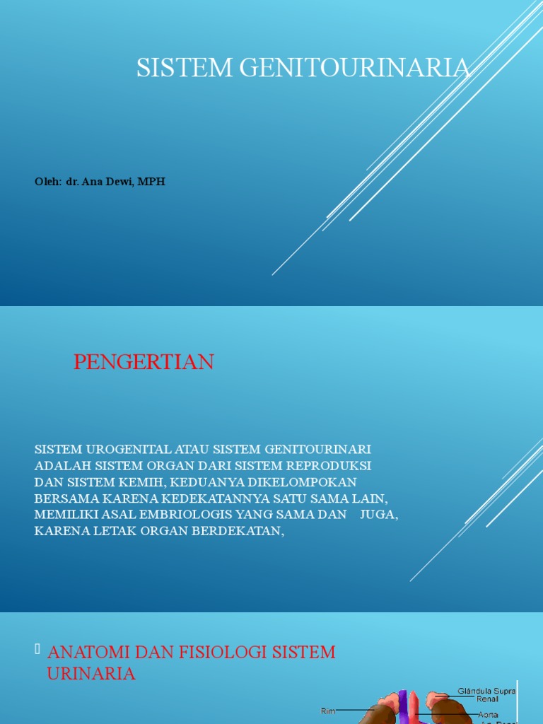 Gambar Sistem Genitourinaria