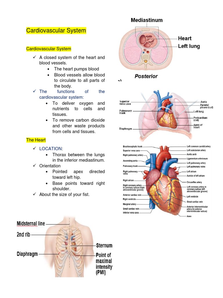 Heart Anatomy and Function Overview | PDF | Heart Valve | Heart