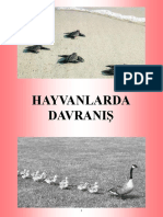 Hayvanlardadavran