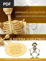 L'APPARATO LOCOMOTORE-sistema scheletrico