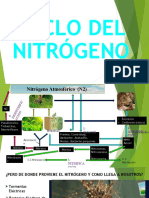 Ciclo Del Nitrogeno Presentacion