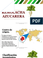 Remolachaazucarera 171109002115