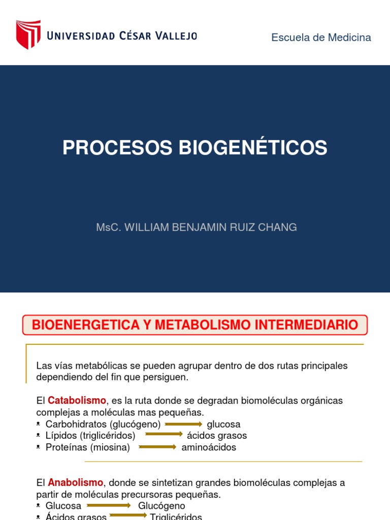 Semana 04 - Procesos Bioenergéticos | Download grátis PDF | Trifosfato ...