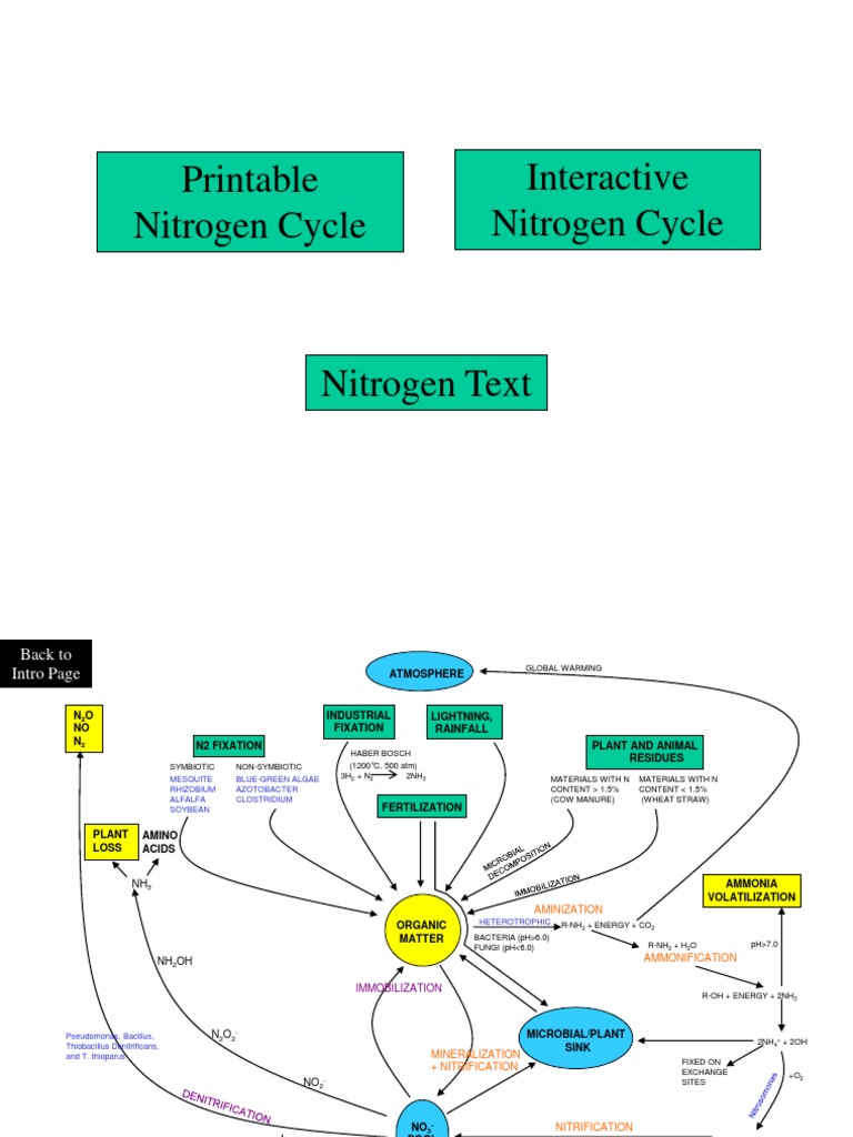 Interactive Nitrogen Cycle Printable Nitrogen Cycle | PDF | Nitrogen ...