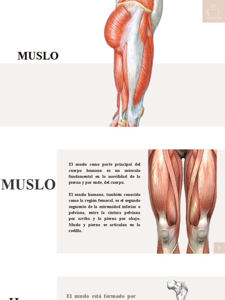 Muslo | PDF | Anatomía humana | Rodilla