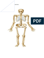 Gambar Skeletal Manusia